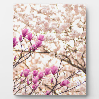 Plaque Photo Fleur de printemps rose pourpre en floraison