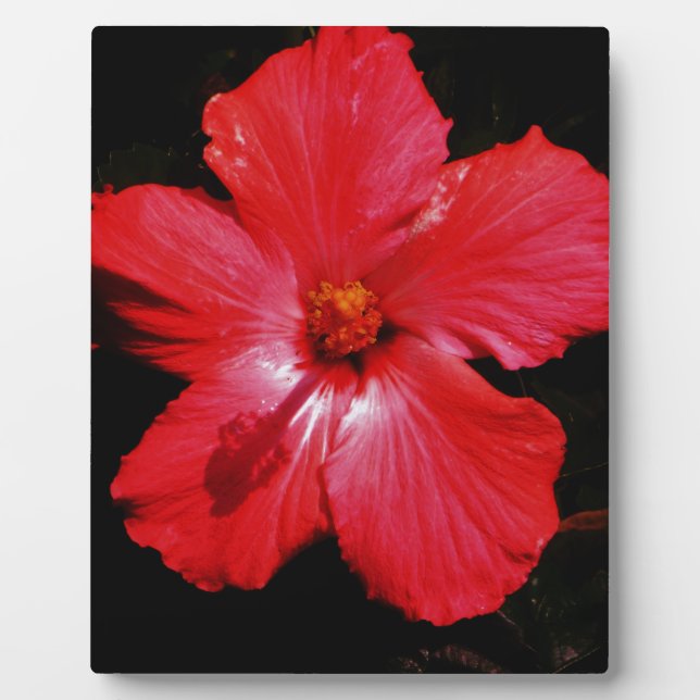 Plaque Photo Fleur d'Hibiscus rouge rose chaud sur noir (Devant)