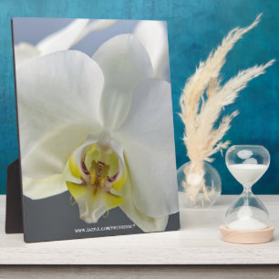 Plaque Photo Fleur d'orchidée blanche