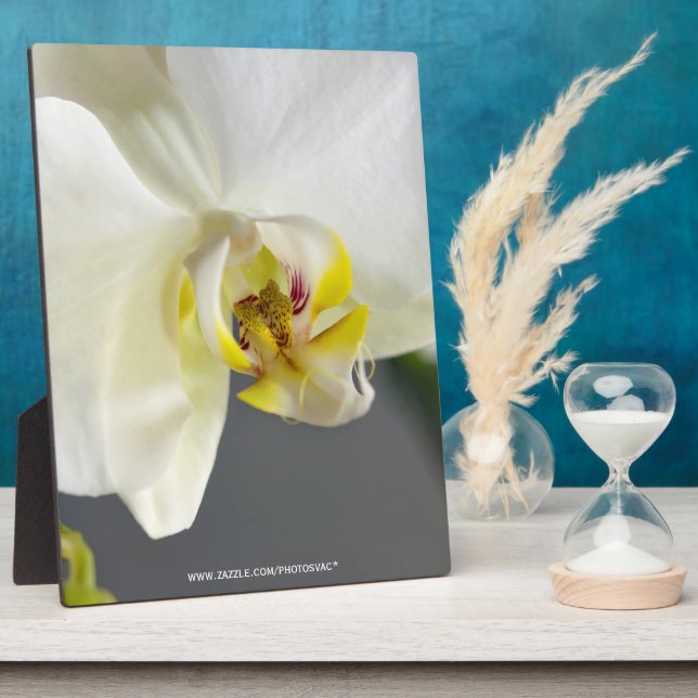Plaque Photo Fleur d'orchidée blanche (Côté)