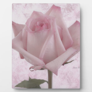 Plaque Photo Fleur rose douce