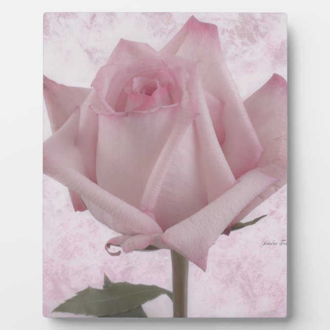 Plaque Photo Fleur rose douce (Devant)