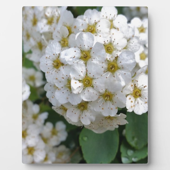 Plaque Photo Fleurs blanches brillantes (Devant)