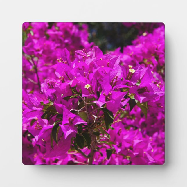 Plaque Photo Fleurs de bougainvillée pourpre (Devant)
