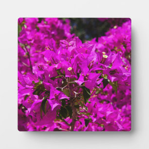 Plaque Photo Fleurs de bougainvilliers violets