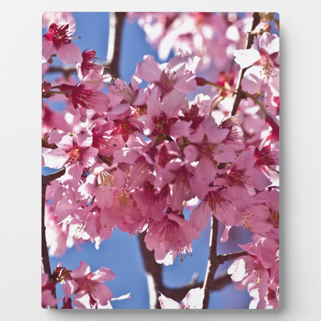 Plaque Photo Fleurs de cerisier Sakura Étoiles rouges (Devant)
