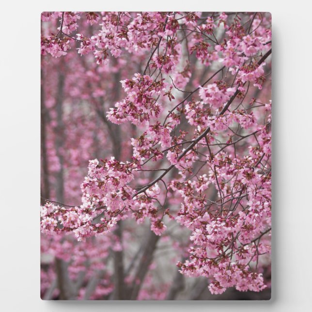 Plaque Photo Fleurs de cerisier Sakura rose flottant (Devant)