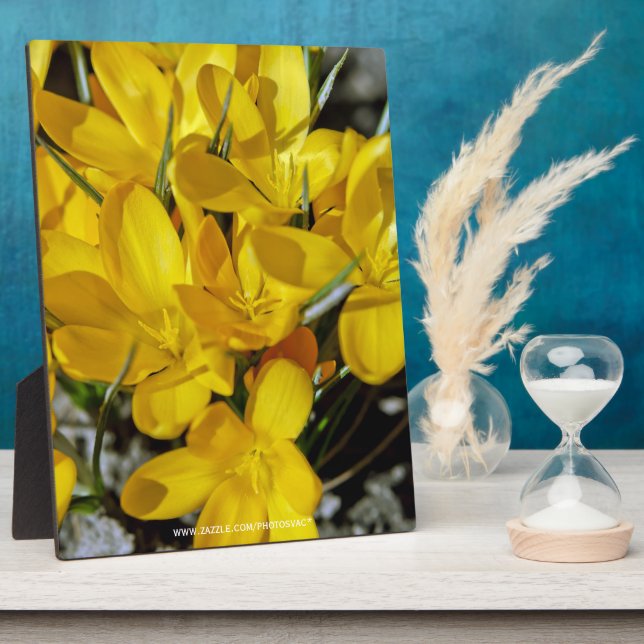 Plaque Photo Fleurs de Crocus Jaune (Côté)