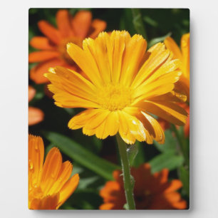 Plaque Photo Fleurs de Fleurons Jaunes Art Paix Amour Destinée
