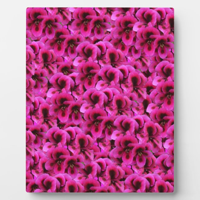Plaque Photo Fleurs De Géranium Magenta Chaud, (Devant)
