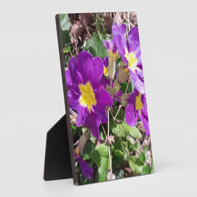 Plaque Photo Fleurs de jardin pourpres (Côté)