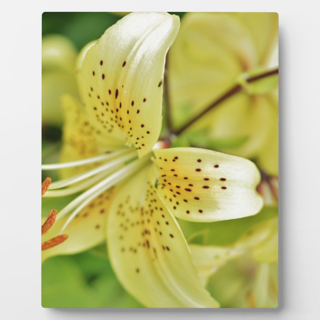 Plaque Photo Fleurs de Lily  Mariages (Devant)