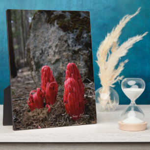 Plaque Photo Fleurs de Neige