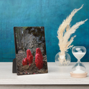 Plaque Photo Fleurs de neige