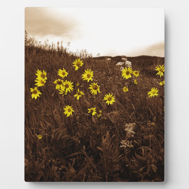 Plaque Photo Fleurs de soleil (Devant)