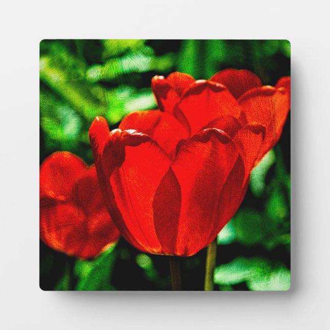 Plaque Photo Fleurs de tulipes rouges (Devant)