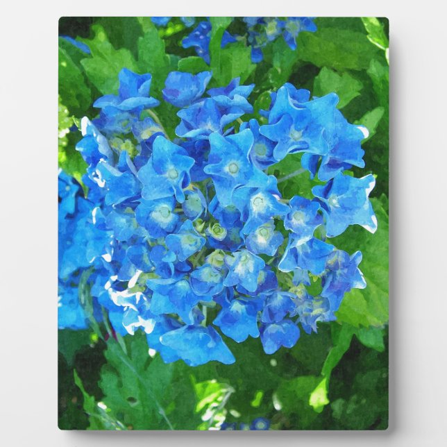 Plaque Photo Fleurs d'hydrangée bleue. Photographie florale. (Devant)