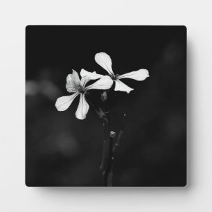 Plaque Photo fleurs minimalistes noir et blanc