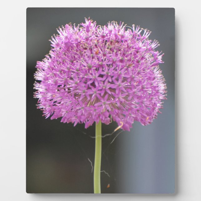 Plaque Photo Fleurs pour tous (Devant)