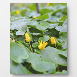 Plaque Photo Fleurs sauvages de la forêt – Photographie botaniq