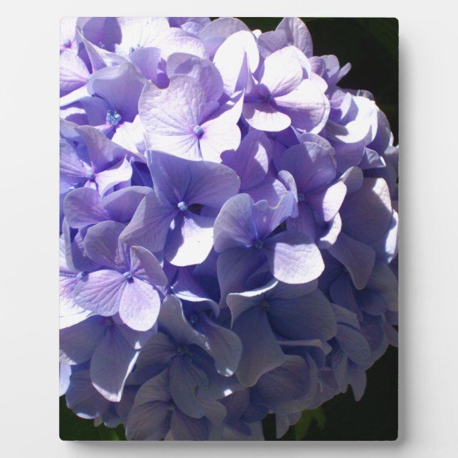 Plaque Photo Fleurs violettes hydrageas violets fleuris pourpre (Devant)