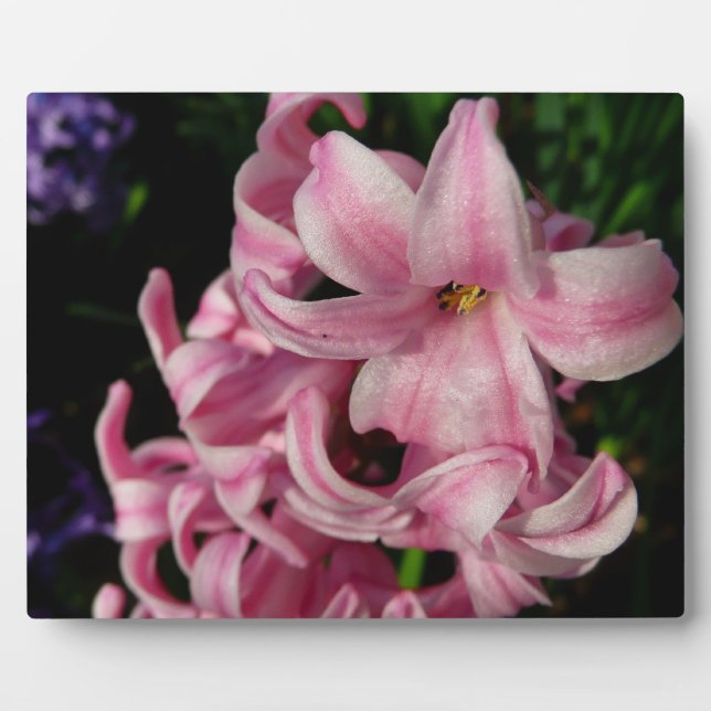Plaque Photo Floral Pink Hyacinth (Devant)