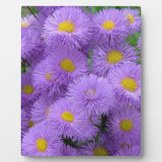 Plaque Photo Floral pourpre (Devant)