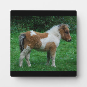 Plaque Photo Fluffy Adorable Dartmoor Pony