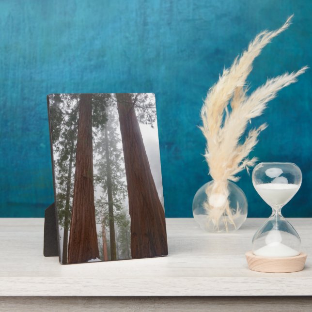 Plaque Photo Foggy Matin & Neige Printemps Sous Séquoia Géante (Côté)