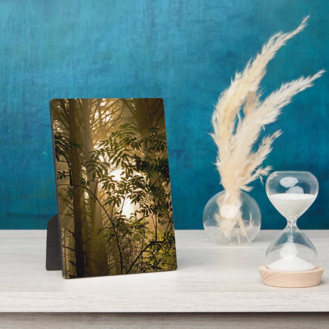 Plaque Photo Forêt à feuillage persistant | Côte de l'Oregon (Côté)