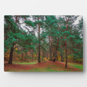 Plaque Photo Forêt d'automne