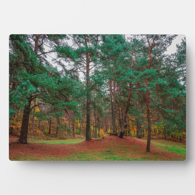 Plaque Photo Forêt d'automne (Devant)