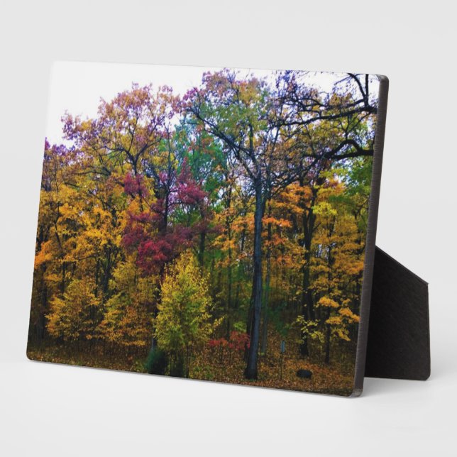 Plaque Photo Forêt d'automne sombre (Côté)