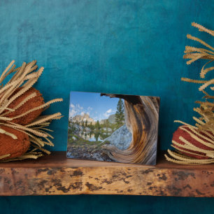 Plaque Photo Forêt nationale d'Inyo, Californie