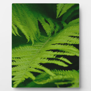Plaque Photo Forêts et jungles