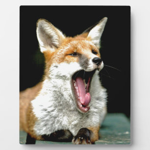 Plaque Photo Fox - photo pro