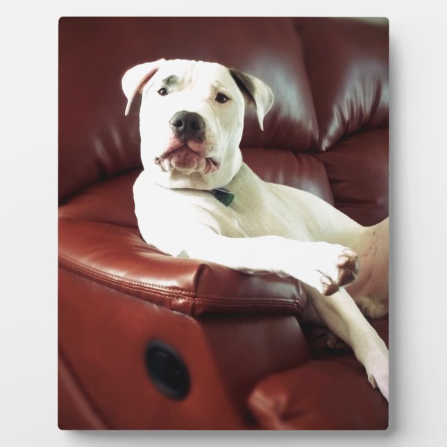 Plaque Photo funny white pit bull dog on the couch (Devant)