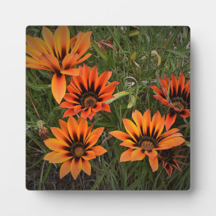 Plaque photo Gazanias orange et noir avec Easel