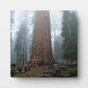 Plaque Photo Général Sherman Tree, Sequoia, CA