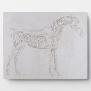 Plaque Photo George Stubbs   Illustration de 'L'anatomie de