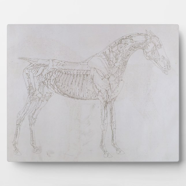 Plaque Photo George Stubbs | Illustration de 'L'anatomie de (Devant)