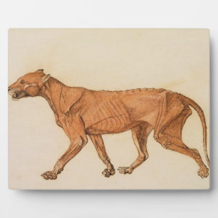 Plaque Photo George Stubbs Tigre, Vue latérale, Peau retirée,