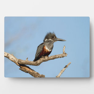 Plaque Photo Giant Kingfisher