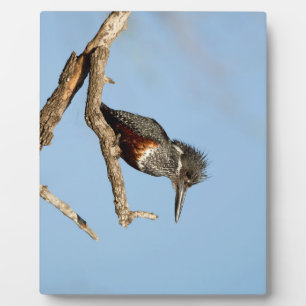 Plaque Photo Giant Kingfisher