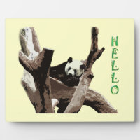 Giant panda in a wild animal zoo photography.