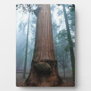 Plaque Photo Giant Sequoia Tree in Grant Grove, CA