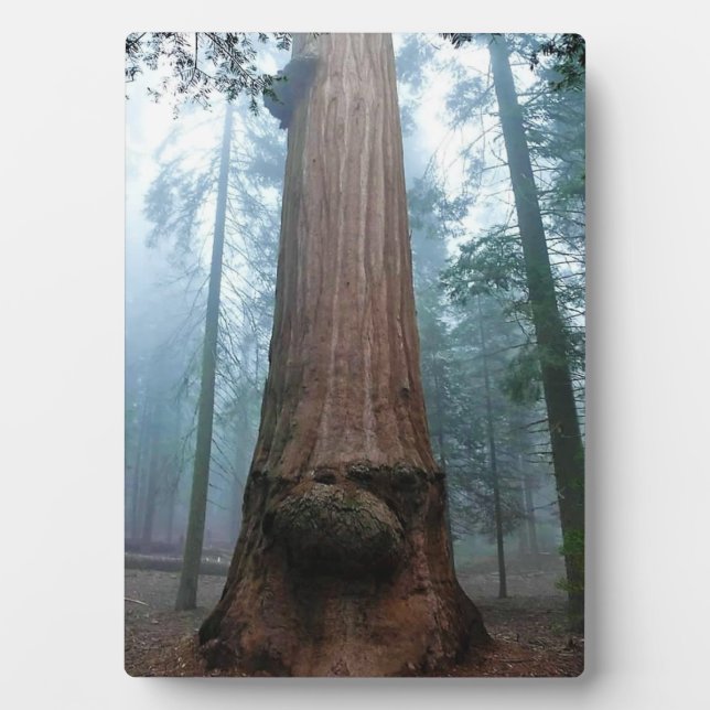 Plaque Photo Giant Sequoia Tree in Grant Grove, CA (Devant)