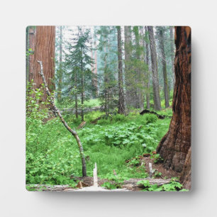 Plaque Photo Giant Sequoias in Grant Grove, CA