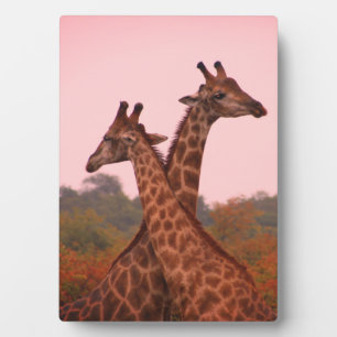 Plaque Photo Girafe au ciel rose et mopani