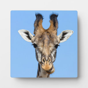 Plaque Photo Giraffe
